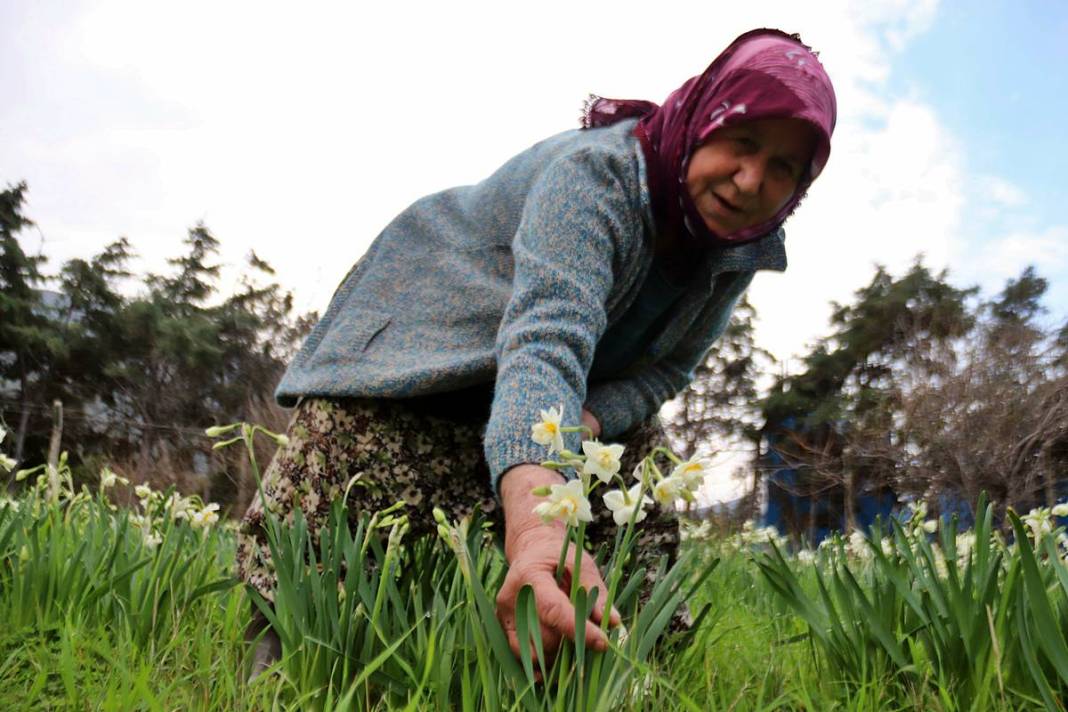 Bir demeti tarlada 100-120 TL, tezgahta 150-200 TL! O kentte hasat başladı 2